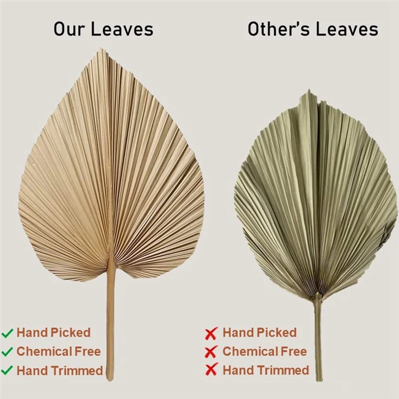 Natural Dried Palm Leaves
